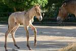 Hříbě koně Převalského narozené v pražské zoo je již druhým letošním přírůstkem do stáda. 