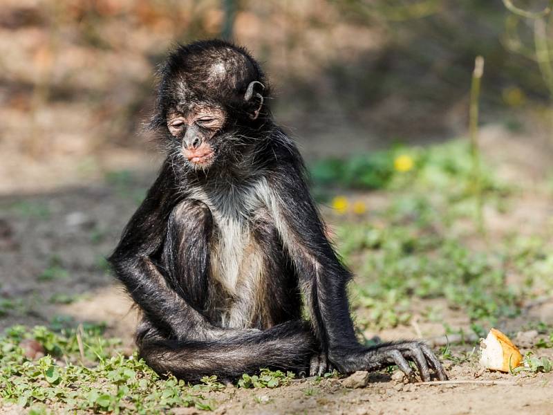 Mládě kriticky ohroženého chápana středoamerického v pražské zoologické zahradě.