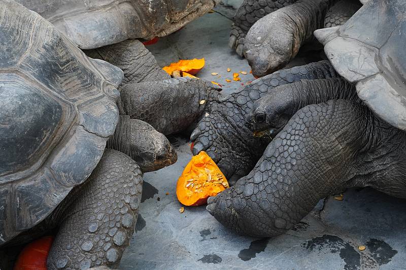 Prázdninové krmení například želv obrovských a slonů v ZOO Praha dýněmi.