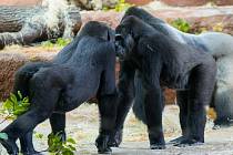Devítiletá Duni se seznamuje se svoji babičkou Kijivu. Podle chovatelů ale gorily společné geny vzájemně nevycítí.