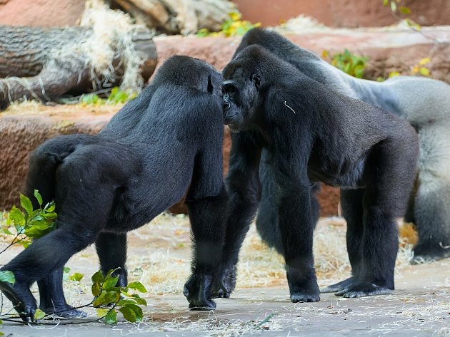 Gorily v pražské zoo žijí už šedesát let. A příští rok čekají další mláďata
