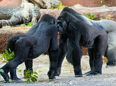 Devítiletá Duni se seznamuje se svoji babičkou Kijivu. Podle chovatelů ale gorily společné geny vzájemně nevycítí.