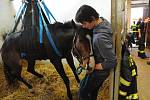 Ošetření zraněného koně v Radotíně. 
