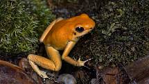 Pralesnička strašná Orange (Phyllobates terribilis Orange) je nejjedovatějším druhem žáby na světě. I ta je v Zoo Praha k vidění na výstavě Šípové žáby.