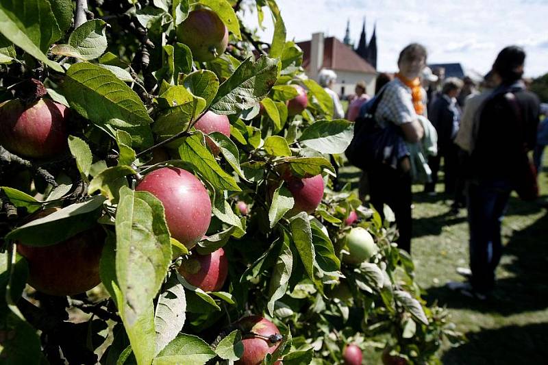 Pražský hrad zpřístupnil tzv. produkční zahrady, které slouží jako zázemí hradních zahradníků a místo, kde se pěstuje 72 druhů okrasných rostlin pro výzdobu Pražského hradu při protokolárních akcích. 