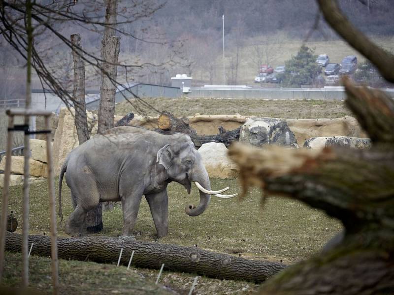 Sloni v přažské zoo dostali nový pavilon