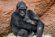 Gorila Kijivu s čerstvě narozeným mládětem.