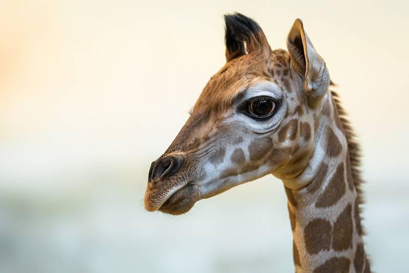 Sameček měl po narození problém s postavením zadních končetin a špatně došlapoval v oblasti spěnek. Chovatelé v pražské zoo mu však okamžitě zajistili intenzivní rehabilitaci a jeho stav se den ode dne výrazně zlepšuje.