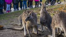 Štědrý den v pražské zoologické zahradě.