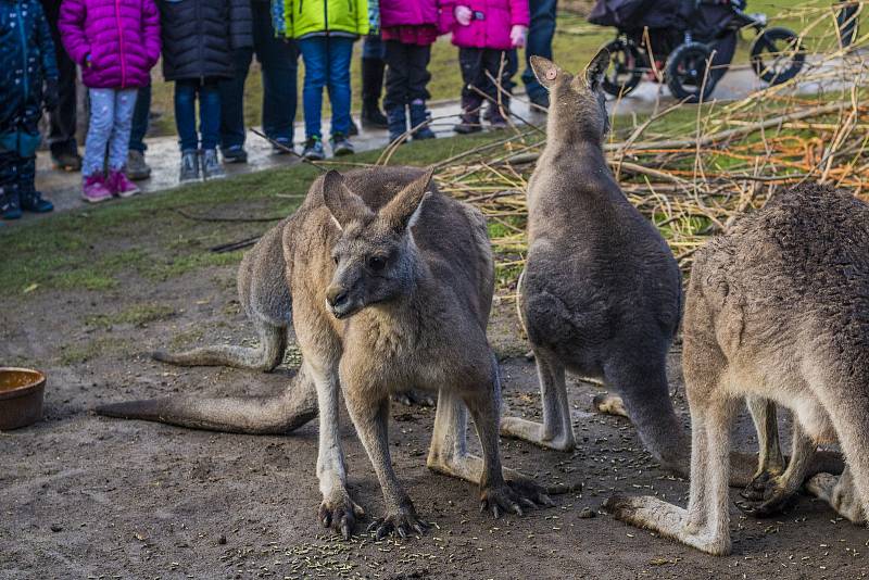 Štědrý den v pražské zoologické zahradě.