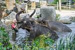 V sobotu se v pražské zoo slavil Mezinárodní den slonů.