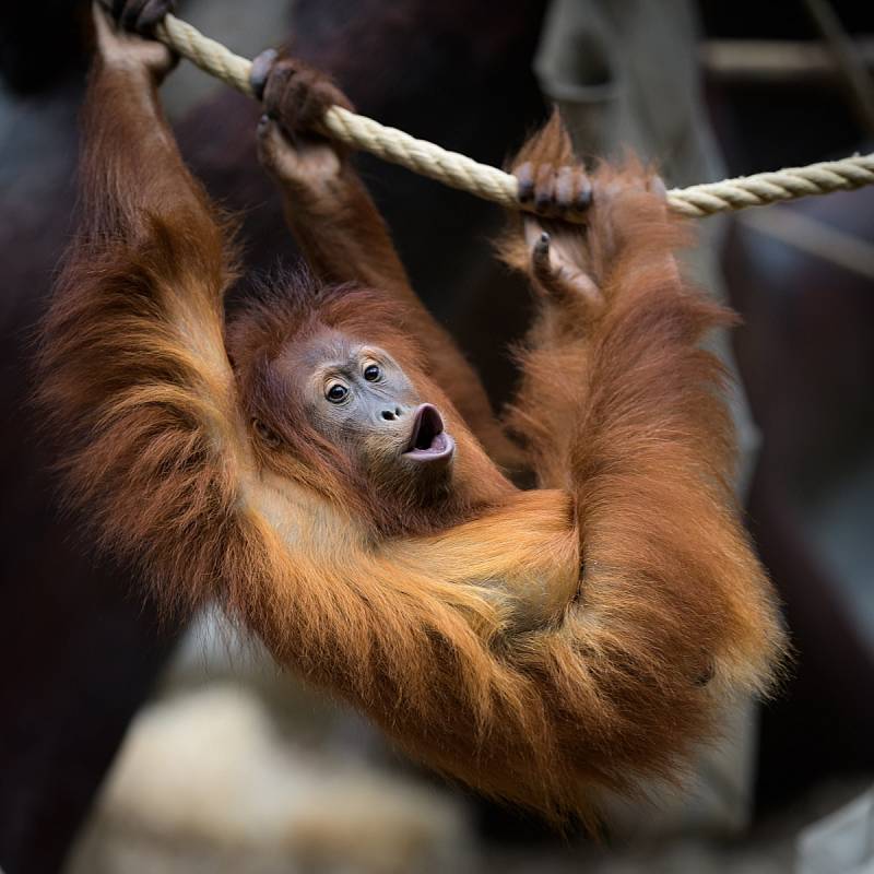 U primátů stimulují jejich pohybovou aktivitu mimo jiné vhodně umístěná lana. Orangutan sumaterský.