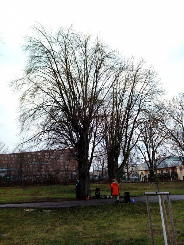 Odborníci ošetřili stromy na Štvanici.