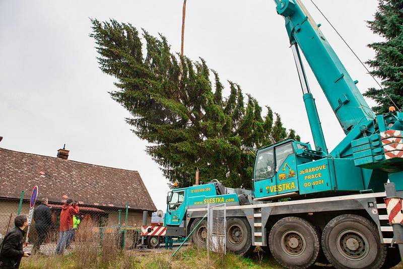 Kácení, přeprava a stavění vánočního stromu pro Prahu v roce 2019.