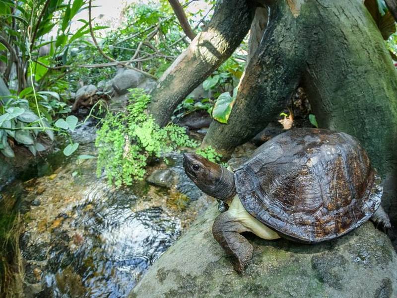 Želva záhadná obývá volně říčku i lesní podrost v pavilonu Indonéská džungle. Návštěvníci mají největší šanci ji spatřit v jeho horní části, naproti expozicím binturongů a orangutanů.