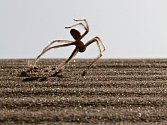 Maloočka Rechenbergova je pouštní pavouk, který se po písku pohybuje nevídaným způsobem (a nevídanou rychlostí!). „Přemety“ tohoto tvora vypadají, jako by ho hnal vítr.