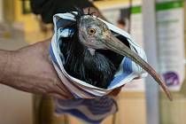 Kontrola odchyceného ibise skalního v pražské zoologické zahradě.