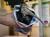 Kontrola odchyceného ibise skalního v pražské zoologické zahradě.