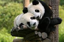 Panda velká patří mezi nejatraktivnější a nejznámější zvířata na světě.