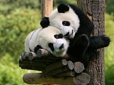 Panda velká patří mezi nejatraktivnější a nejznámější zvířata na světě.