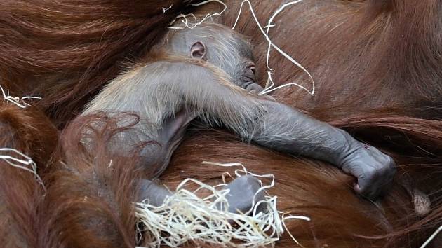 V pražské zoo se 17. listopadu 2020 samičce orangutana sumaterského Mawar narodilo mládě.