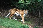 Zoo Praha má novou tygřici.