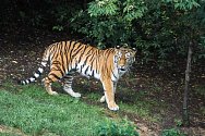 Zoo Praha má novou tygřici.