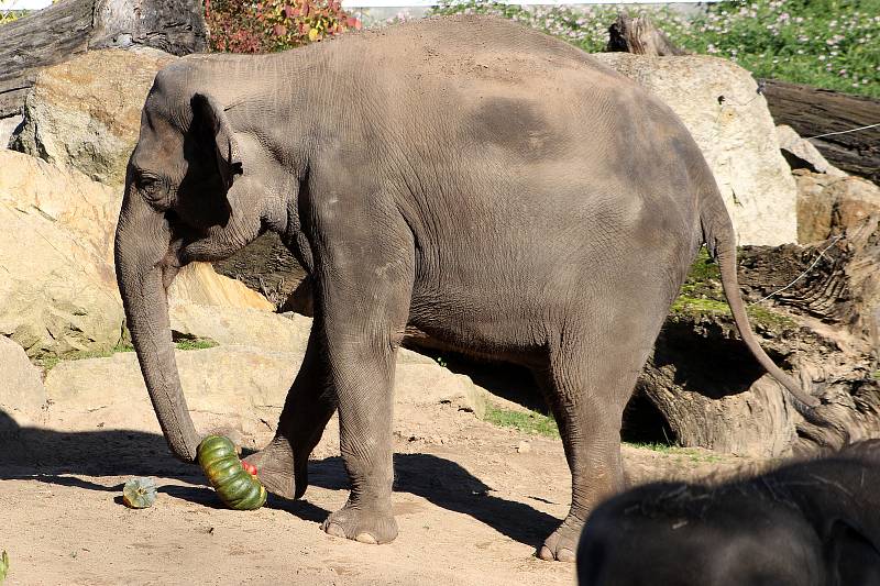 Prázdninové krmení například želv obrovských a slonů v ZOO Praha dýněmi.