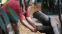 Prázdninové krmení například želv obrovských a slonů v ZOO Praha dýněmi.