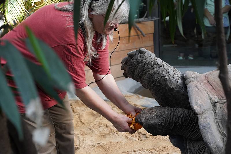 Prázdninové krmení například želv obrovských a slonů v ZOO Praha dýněmi.