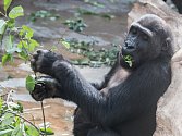 V Zoo Praha si gorily zítra pochutnají na větvích, které polámala vichřice. 