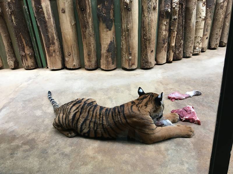 V zoologické zahradě v Praze můžete vidět i malá tygřata