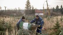 Balení vánočních stromků pro převoz do firmy Zafido na plantáži v obci Konětopy ve Středních Čechách 24. listopadu.