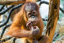 Jméno Pustakawan znamená v překladu z indonéštiny do češtiny „knihovník“. Sameček orangutana jej dostal jako poctu zesnulému spisovateli Terrymu Pratchettovi, který podporoval ochranu orangutanů.