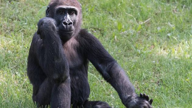 Jedním z nedělních oslavenců v Zoo Praha bude pětiletý samec gorily nížinné Nuru. 