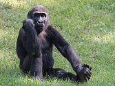 Jedním z nedělních oslavenců v Zoo Praha bude pětiletý samec gorily nížinné Nuru. 