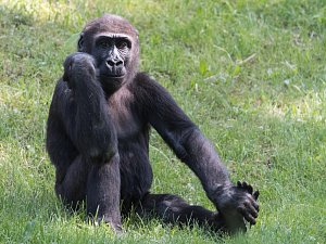 Jedním z nedělních oslavenců v Zoo Praha bude pětiletý samec gorily nížinné Nuru. 