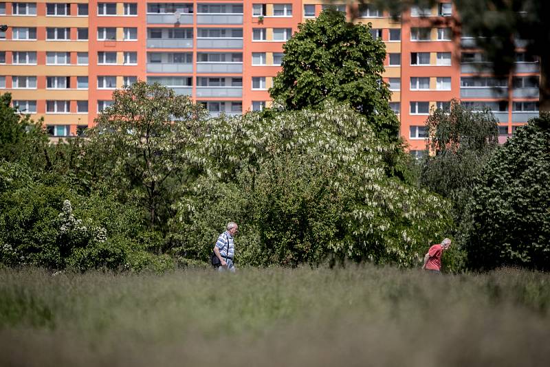 Městská část Praha 8 se dlouhodobě potýká s neposekanou trávou na jejích území. Konkrétně na sídlišti Troja, nad botanickou zahradou, se začalo 23. května sekat, ale na většině ploch zůstávala vysoká tráva.