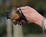Více než stovku netopýrů vypustili pracovníci záchranné stanice pro volně žijící živočichy v pražské Královské oboře. Vzbuzeni byli začátkem února ve světlíku rekonstruovaného činžáku v Libni.