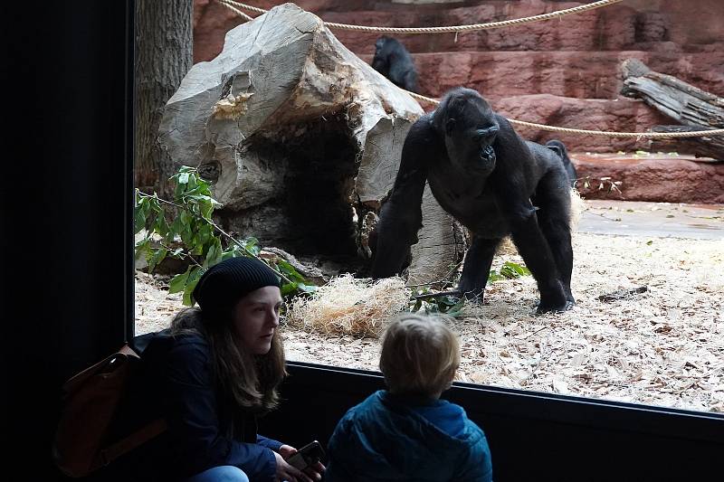 Zoo Praha slavnostně otevřela Rezervaci Dja, nový pavilon goril.