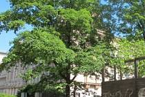 Občané Prahy 2 sepisují petici proti kácení stromů při stavbě sportoviště v areálu Na Smetance.