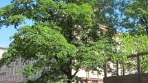 Občané Prahy 2 sepisují petici proti kácení stromů při stavbě sportoviště v areálu Na Smetance.