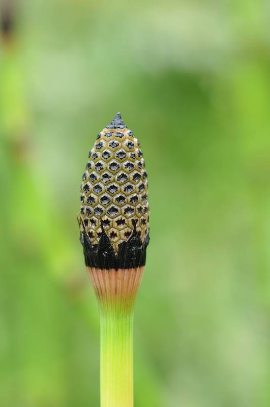 Podzimní akce v Botanické zahradě Troja