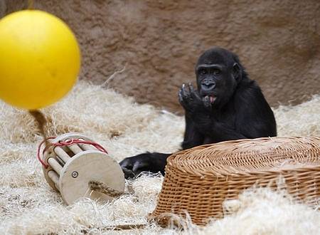 Gorilí samice Moja oslavilav pražské zoologické zahradě své čtvrté narozeniny.