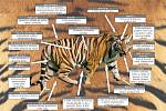 Policie a celníci odhalili nelegální prodej tygrů kvůli čínské medicíně.