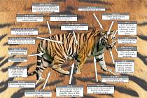 Policie a celníci odhalili nelegální prodej tygrů kvůli čínské medicíně.