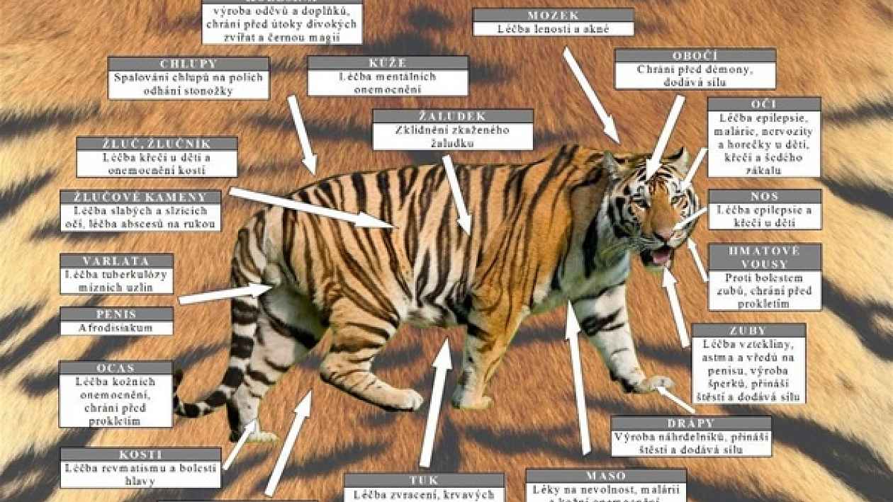Анатомия Амурского тигра