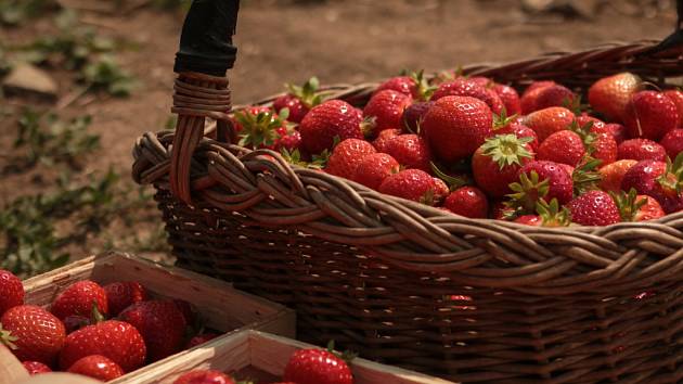 První pražské jahody jsou v prodeji, na samosběr je zatím třeba popojet -  Pražský deník