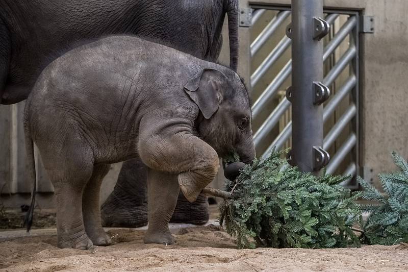 Zvířata z pražské zoo si zpestřila jídelníček vánočními stromky. 