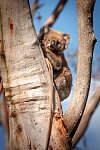 Zoo Praha vybrala přes milion korun pro pomoc Austrálii, kterou sužují požáry a mezi ohroženými zvířaty jsou koalové.